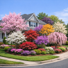 Flowering & Ornamental Trees